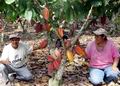 Дерево какао с плодами ||| 86Kb