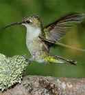 Рубиновогорлый колибри, самка