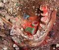 зубы были инкрустированы белым жадеитом или раковинами морских моллюсков. Фото: Брюс Р. Бэчанд