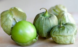 Физалис овощной или томатильо - томатль