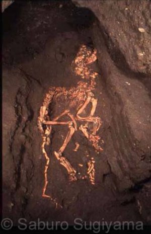Полный скелет пумы из Захоронения 2. Фото: https://teo.asu.edu