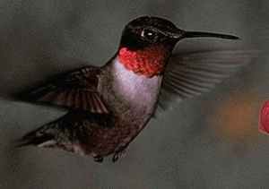 Рубиновогорлый колибри, самец