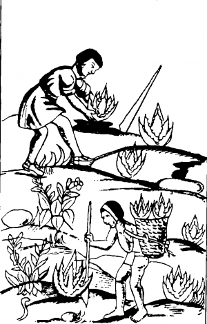 Земледельческие работы у ацтеков (Флорентийская рукопись, 1570 г.). Общий характер земледелия у ацтеков был близок земледелию древних майя